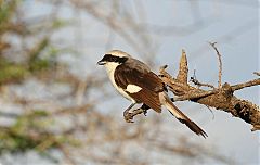 Gray-backed Fiscal